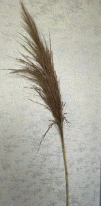 Raw Color Dried Pampas Grass (H:120cm)