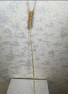 Natural Wheat Sprig (H:47cm)