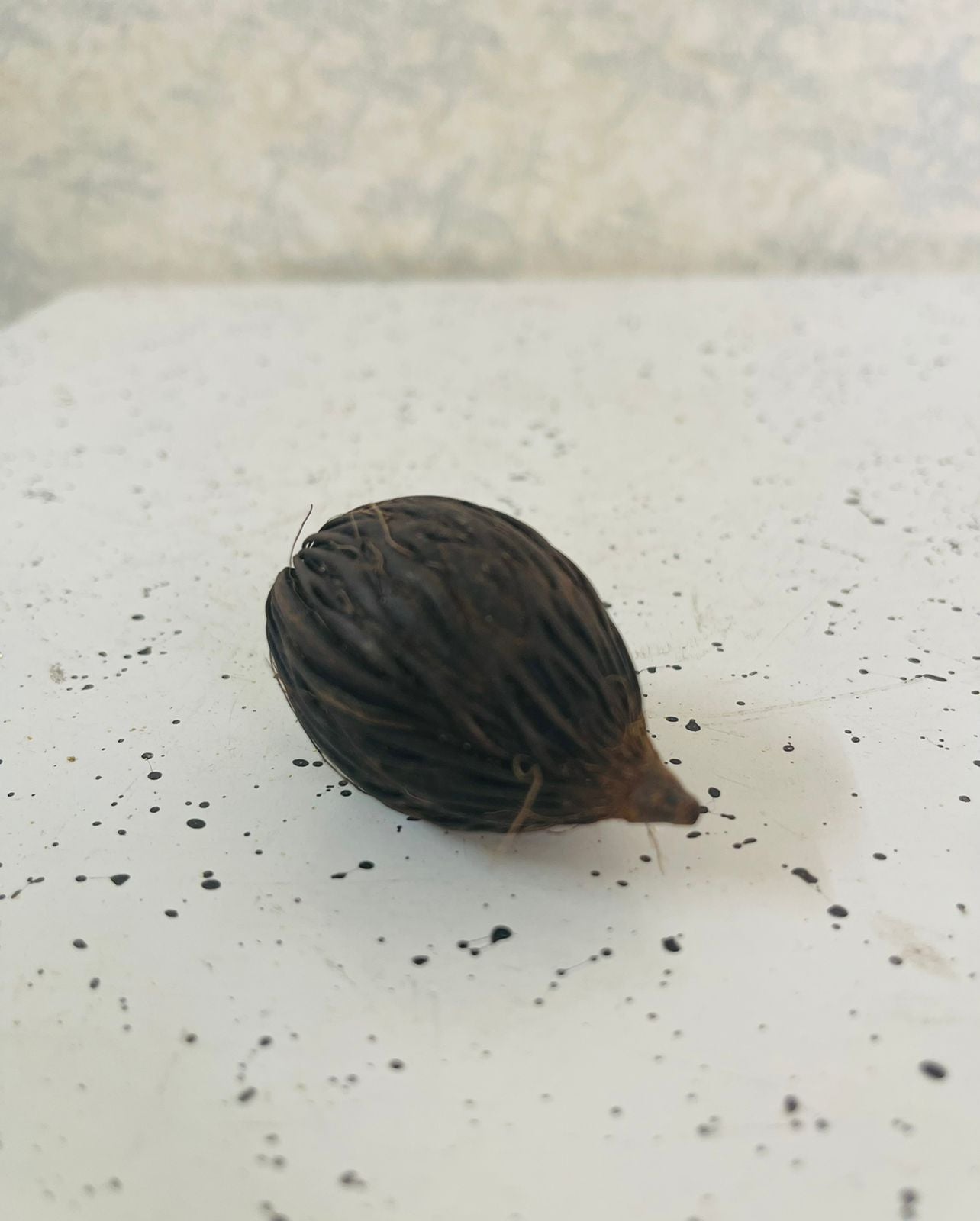 Dried Kaduru Fruit (S)