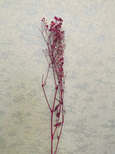 Load image into Gallery viewer, Dried Colored Baby&#39;s Breath Sprig
