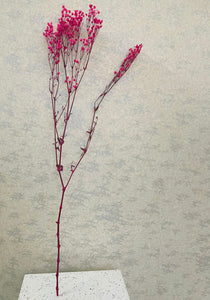 Dried Colored Baby's Breath Sprig
