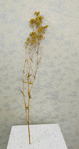 Dried Colored Baby's Breath Sprig