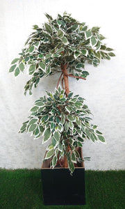 4ft Verigated Ficus Tree