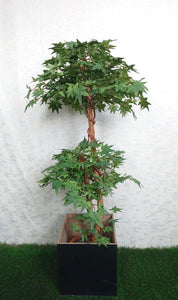 4ft Green Maple Tree