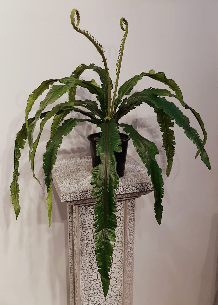 1.5ft Birds Nest Plant - Green Gardens Mihiliya (Pvt) Ltd