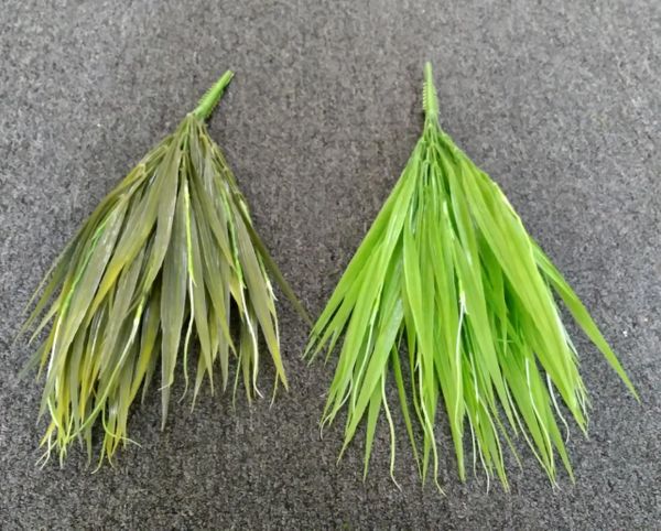 50cm Couch Grass - Green Gardens Mihiliya (Pvt) Ltd