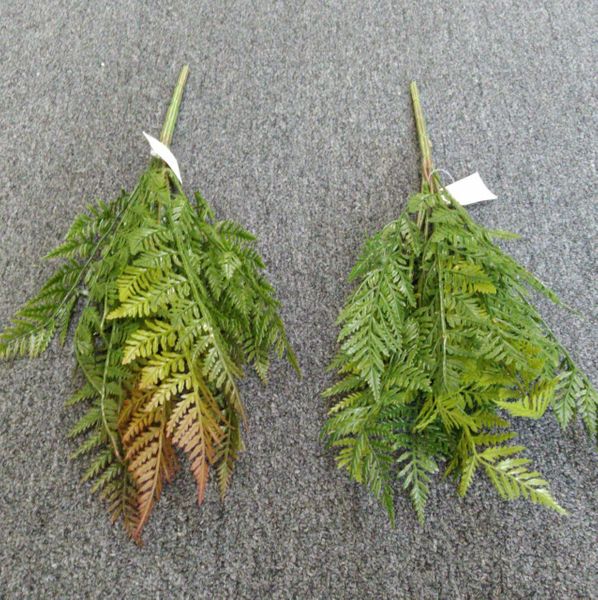 50cm Leather Fern - Green Gardens Mihiliya (Pvt) Ltd