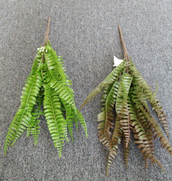 50cm Ladder Fern - Green Gardens Mihiliya (Pvt) Ltd