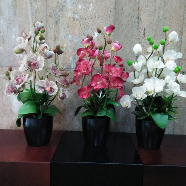 Real Touch Potted Orchid (M) - Green Gardens Mihiliya (Pvt) Ltd
