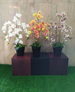 Real Touch Potted Orchid (L) - Green Gardens Mihiliya (Pvt) Ltd