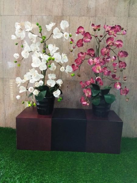 Real Touch Potted Orchid (XL) - Green Gardens Mihiliya (Pvt) Ltd