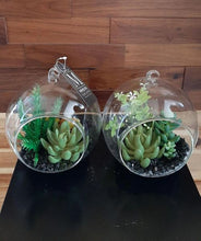 Load image into Gallery viewer, Succulents in Round Glass - Green Gardens Mihiliya (Pvt) Ltd
