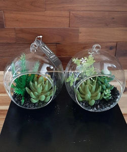 Succulents in Round Glass - Green Gardens Mihiliya (Pvt) Ltd