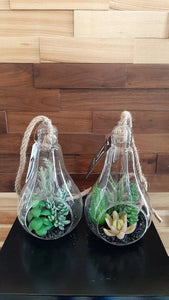 Succulents in Glass Bulb - Green Gardens Mihiliya (Pvt) Ltd