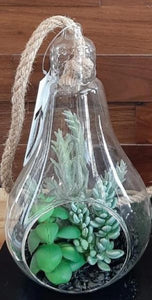 Succulents in Glass Bulb - Green Gardens Mihiliya (Pvt) Ltd