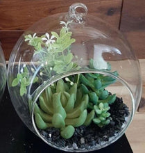 Load image into Gallery viewer, Succulents in Round Glass - Green Gardens Mihiliya (Pvt) Ltd
