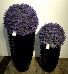 Lavender Grass Ball - Green Gardens Mihiliya (Pvt) Ltd