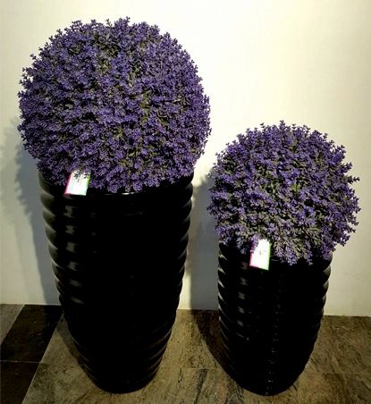 Lavender Grass Ball - Green Gardens Mihiliya (Pvt) Ltd