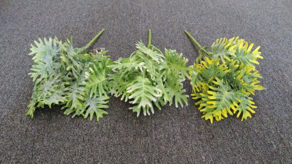 40cm Split Philo Bunch - Green Gardens Mihiliya (Pvt) Ltd