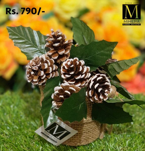 Pine Cones & Holy Leaf 18CM - Green Gardens Mihiliya (Pvt) Ltd