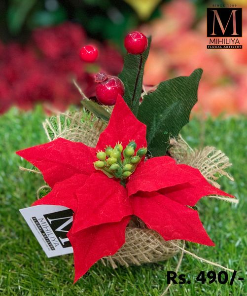 Mini Poinsettia & Berries 12CM - Green Gardens Mihiliya (Pvt) Ltd