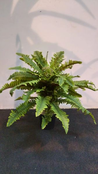 2.5ft Boston Fern - Green Gardens Mihiliya (Pvt) Ltd
