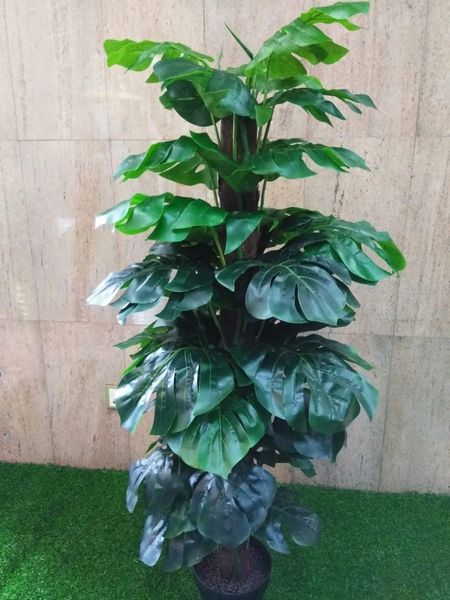 5ft Split Philo on Pole - Green Gardens Mihiliya (Pvt) Ltd