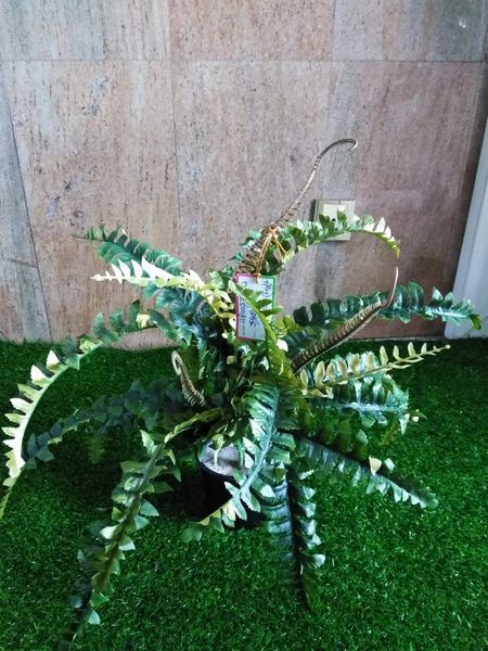 1.5ft Ladder Fern Plant - Green Gardens Mihiliya (Pvt) Ltd