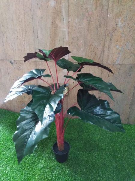 3ft Burgundy Elephant Ear Plant - Green Gardens Mihiliya (Pvt) Ltd