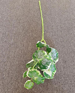 80cm Variegated Round Leaf - Green Gardens Mihiliya (Pvt) Ltd