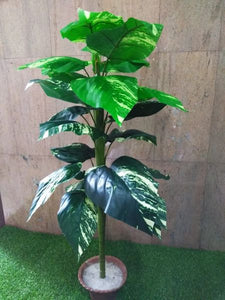 4.5ft Verigated Pothos Tree - Green Gardens Mihiliya (Pvt) Ltd