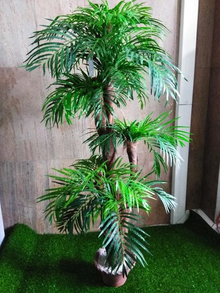 5ft Pearl Palm - Green Gardens Mihiliya (Pvt) Ltd