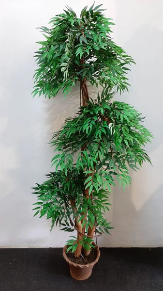 5ft Lovesick Tree - Green Gardens Mihiliya (Pvt) Ltd