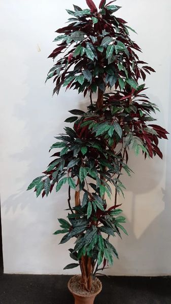 6.5ft Capensia Tree - Green Gardens Mihiliya (Pvt) Ltd