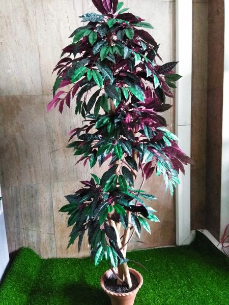 5ft Capensia Tree - Green Gardens Mihiliya (Pvt) Ltd