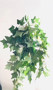 2.5ft Hanging Plant - Wild Ivy - Green Gardens Mihiliya (Pvt) Ltd