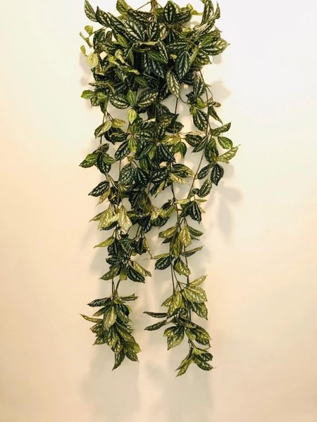4.5ft Hanging Plant - Aluminium Plant - Green Gardens Mihiliya (Pvt) Ltd
