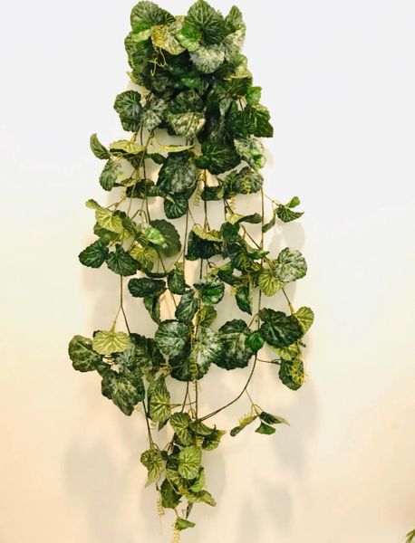 4.5ft Hanging Plant - Begonia Plant - Green Gardens Mihiliya (Pvt) Ltd