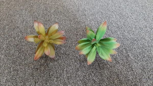 14cm Mini Panda Succulent - Green Gardens Mihiliya (Pvt) Ltd