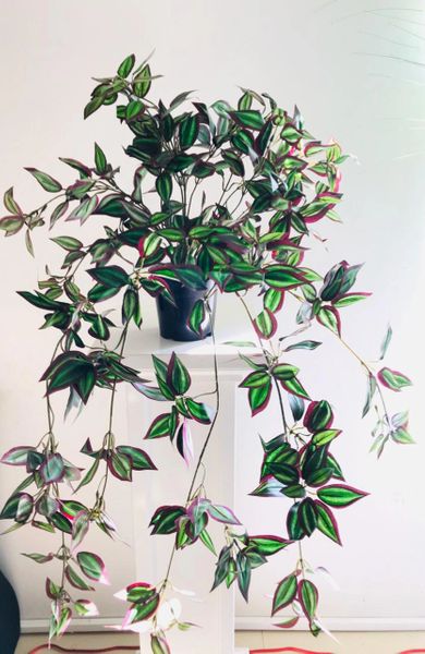 3ft Hanging Plant - Wandering Jew - Green Gardens Mihiliya (Pvt) Ltd