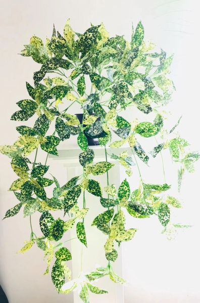 3ft Hanging Plant - Dracaena Godseffaina - Green Gardens Mihiliya (Pvt) Ltd