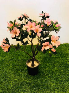 2ft Azelia Pink Plant - Green Gardens Mihiliya (Pvt) Ltd