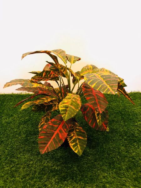2ft Croton Red Plant – Green Gardens Mihiliya (Pvt) Ltd