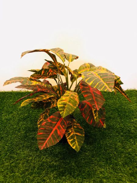 2ft Croton Red Plant - Green Gardens Mihiliya (Pvt) Ltd