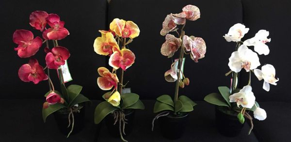 Real Touch Potted Orchid (XS) - Green Gardens Mihiliya (Pvt) Ltd