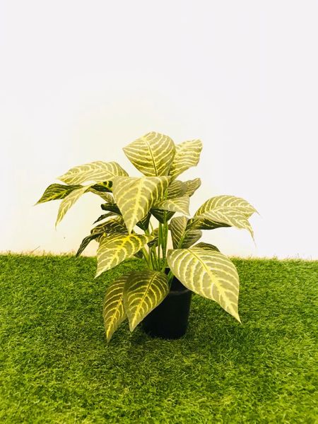 1.5ft Zebra Plant - Green Gardens Mihiliya (Pvt) Ltd