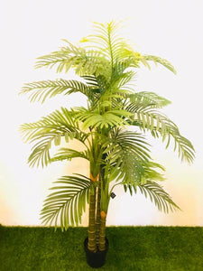 6ft Phoenix Palm Tree - Green Gardens Mihiliya (Pvt) Ltd