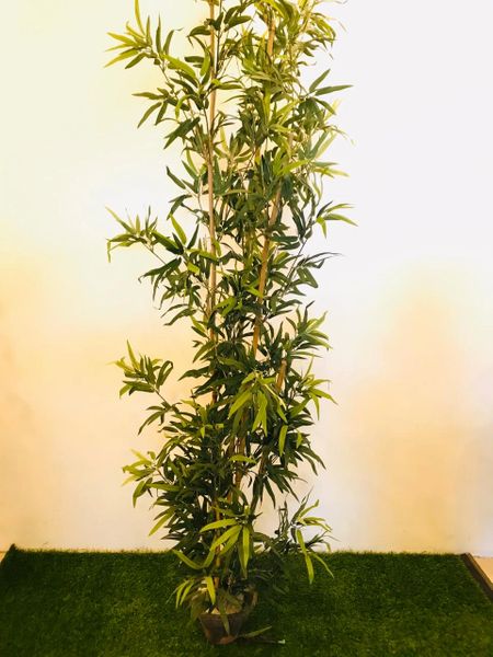 8.5ft Bamboo (Yellow trunk) Plant - Green Gardens Mihiliya (Pvt) Ltd