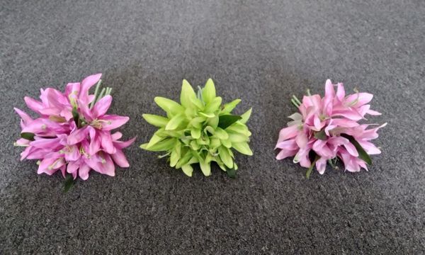 30cm Mini Tiger Lilly Bunch - Green Gardens Mihiliya (Pvt) Ltd