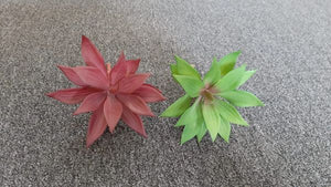 16cm Prince Succulent - Green Gardens Mihiliya (Pvt) Ltd